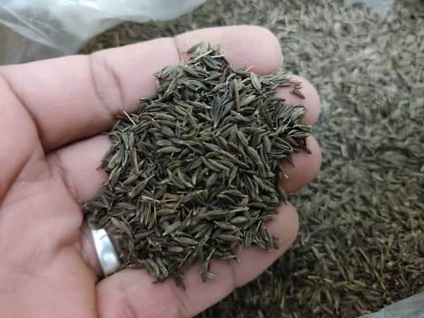 تصویر 2 از قیمت خرید زیره سیاه کوهی اصل + فروش ویژه